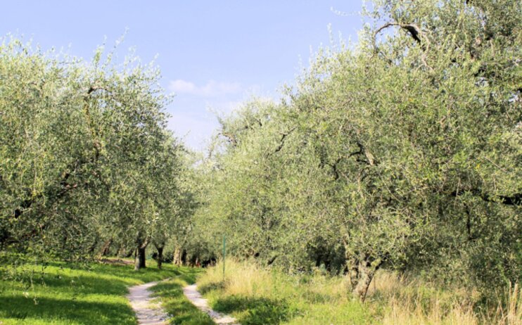 8 Dicembre - Trekking a Vinci con pranzo