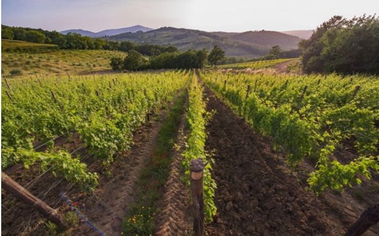 Degustazione vino e olio